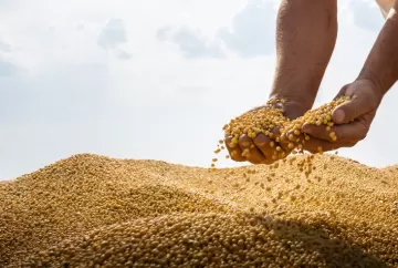 Conab e Embrapa promovem leilões de arroz e soja da safra 2026 para apoiar escoamento da produção