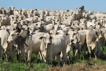 China reconhece Brasil como livre de febre aftosa e abre novas oportunidades para exportações de carne bovina e suína