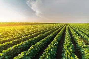 Safra de soja dos EUA avança com clima favorável e USDA projeta produção recorde em 2026/27
