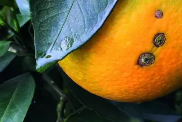 Pragas quarentenárias ameaçam exportações do agronegócio brasileiro e acendem alerta no campo