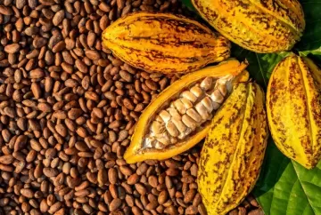 Mercado de cacau entra em alerta com risco de El Niño e ameaça de seca na África Ocidental