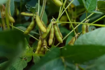 Escolha de variedades de soja eleva produtividade e impulsiona resultados no campo brasileiro