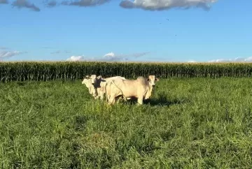 Integração Lavoura-Pecuária na safrinha pode maximizar uso de pastagens e elevar rentabilidade no agro