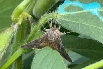 Uso de atrativo alimentar para mariposas cresce 300% e impulsiona controle de lagartas no agronegócio brasileiro