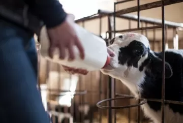 Cargill lança linha de nutrição para bezerras e novilhas leiteiras e reforça foco na eficiência da pecuária leiteira