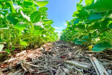Agricultura regenerativa avança no Brasil, mas transição ainda exige adaptação e novas políticas de apoio ao produtor