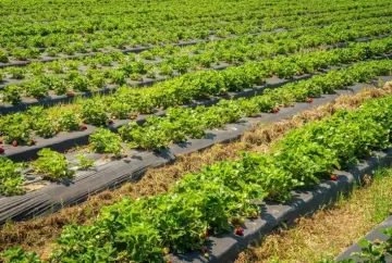 Tecnologia nutricional no hortifruti reduz perdas pós-colheita e melhora qualidade dos alimentos, aponta especialista