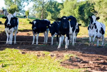 Pronampe Leite libera R$ 108 milhões em 90 dias e amplia acesso ao crédito para produtores de Santa Catarina