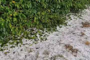 Temporal com granizo no Sul de Minas gera direitos imediatos ao produtor rural; veja orientações jurídicas