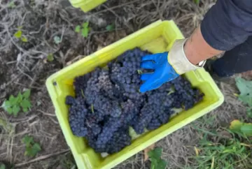 Uva Merlot de Monte Belo do Sul conquista prêmios internacionais e reforça excelência da vitivinicultura da Serra Gaúcha
