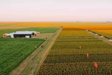 Sorgo avança no MATOPIBA e se consolida como alternativa estratégica para enfrentar desafios climáticos