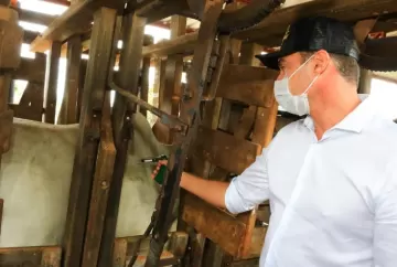 Vacinação bovina com contenção individual aumenta eficiência, reduz perdas e fortalece o bem-estar animal