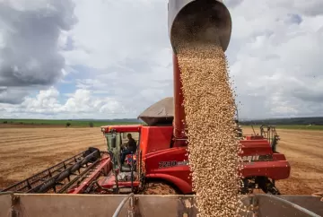 Preço do feijão carioca recua com avanço da colheita e compradores mais cautelosos