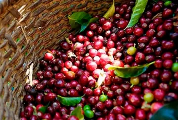 Produção de café da Colômbia cresce 29% em maio e interrompe sequência de sete meses de queda