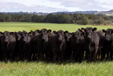 DATAGRO lança novo indicador do boi gordo no Rio Grande do Sul e amplia cobertura do mercado pecuário