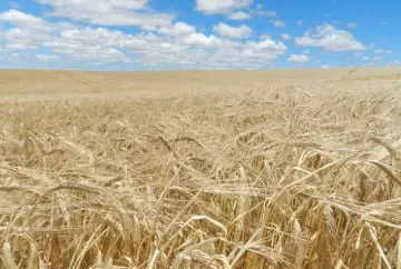 Área de cevada no Rio Grande do Sul deve encolher mais de 30% em 2026 com temor do El Niño