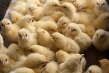 Controle de qualidade dos pintinhos no alojamento é decisivo para a produtividade da avicultura