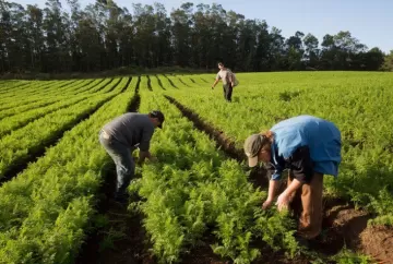 Inadimplência rural atinge recorde em 2025 e reforça importância da gestão financeira no agronegócio
