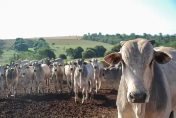 Reino Unido amplia pressão e setor do agro brasileiro reage a novas restrições à carne