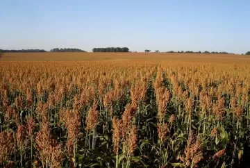 Chuvas previstas no Triângulo Mineiro podem impulsionar produtividade do sorgo safrinha em Uberlândia