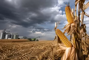 Incertezas sobre El Niño freiam vendas antecipadas de milho em Mato Grosso para a safra 2026/27