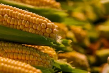 Milho recua em Chicago e despenca na B3 sob pressão de safra robusta nos EUA e expectativa de maior oferta na América do Sul