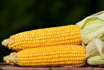 Milho recua no mercado internacional mesmo com aumento das preocupações climáticas nos Estados Unidos