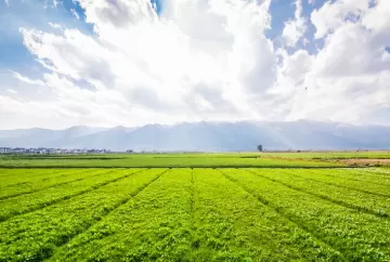 Leilão judicial coloca à venda mais de 70 mil hectares em MT e SP com desconto de até 56%