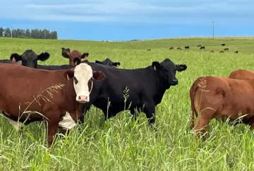 Pecuária global vive escassez de oferta e Brasil ganha protagonismo no mercado de carne bovina