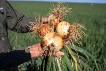 Hortitec 2026: novas variedades de hortaliças apostam em genética avançada para elevar produtividade e reduzir riscos no campo