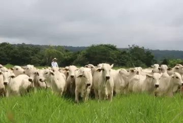 Bem-estar animal se torna fator estratégico para acesso a mercados e competitividade do agronegócio brasileiro