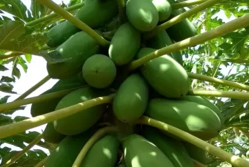 Ácaro-rajado no mamão: praga pode reduzir produtividade e exige manejo integrado no pomar