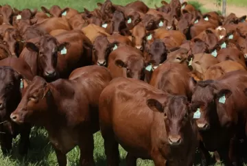 Leilão Bonsmara Santa Silvéria 2026 destaca genética adaptada ao Brasil e alta fertilidade para pecuária de corte