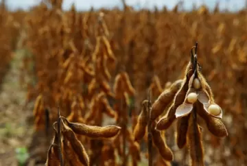 Soja recua no Brasil e no exterior com oferta global elevada, USDA baixista e clima favorável nos EUA