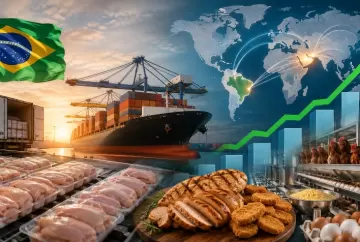 Exportações de carne de frango do Brasil crescem 29,6% e atingem 3º maior volume histórico em maio de 2026, aponta Cepea
