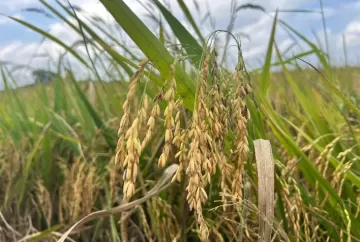 Arroz brasileiro perde espaço na União Europeia e setor cobra incentivos para ampliar exportações