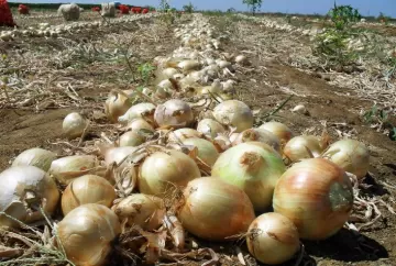 Produtores de tomate e cebola enfrentam desafio financeiro: falta de liquidez ameaça sustentabilidade das lavouras