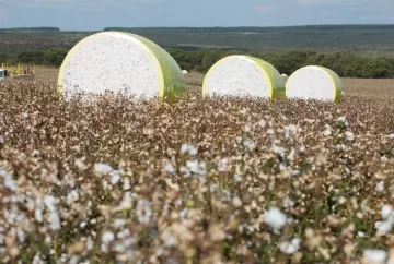 Preço do algodão recua no mercado interno com demanda enfraquecida; USDA projeta estoques globais menores