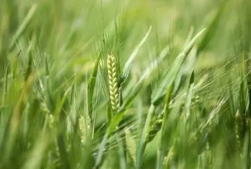 Paraná projeta safra recorde de cevada em 2026 e fortalece liderança nacional na produção