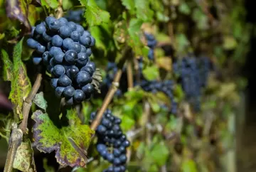 Vinhos de inverno avançam no Brasil e safra 2026 confirma expansão da vitivinicultura de alta qualidade