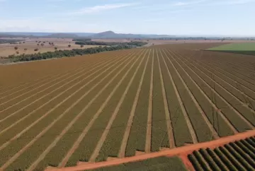 Sementes de sorgo ganham protagonismo e qualidade da produção começa antes do plantio no Brasil