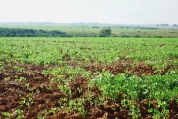 Vazio sanitário da soja impulsiona planejamento da safra 2026/27 e fortalece culturas de segunda safra em Mato Grosso
