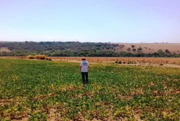 Vazio Sanitário da Soja em Goiás começa em 27 de junho e reforça combate à ferrugem asiática