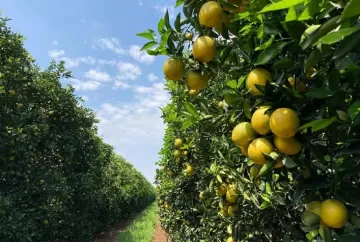 Citricultura brasileira muda de mapa: área de laranja cresce, mas avanço do greening acelera migração para novas regiões