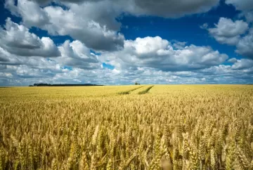 Trigo: El Niño aumenta risco climático e produção brasileira pode cair 20% na safra 2026/27