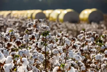 Estoques globais de algodão caem e sustentam preços na Bolsa de Nova York com demanda asiática aquecida
