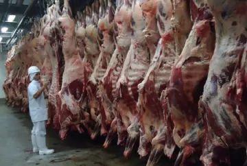 Brasil abate 10,29 milhões de bovinos no 1º trimestre e participação de fêmeas atinge 49,9%, aponta IBGE