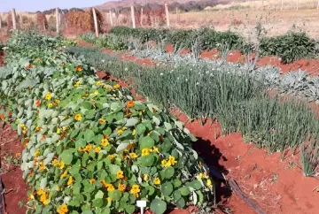 Embrapa lança cultivares de hortaliças não convencionais e amplia oferta de Plantas Alimentícias Não Convencionais no Brasil