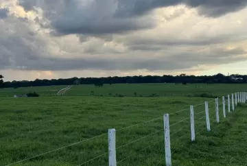Tifton 85 conecta agro brasileiro ao Vale do Silício e ganha destaque como solução de produtividade e carbono