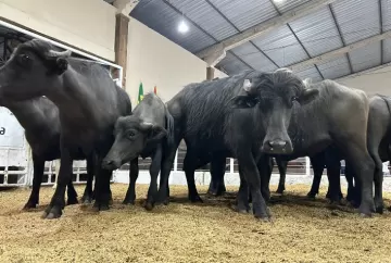 Preço do búfalo supera R$ 10/kg vivo no Rio Grande do Sul e sinaliza valorização no mercado pecuário